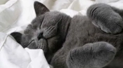 Značilnosti spanja feline